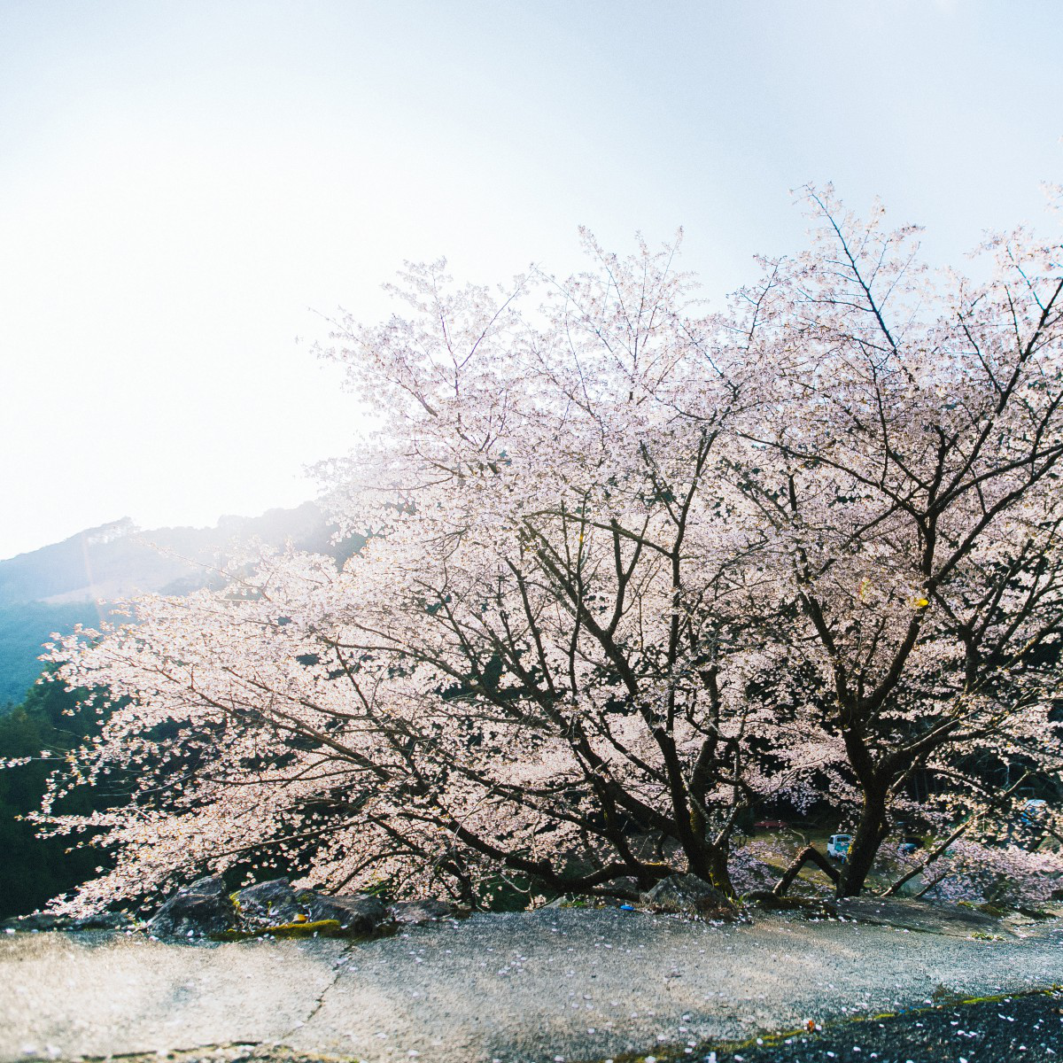 Kumano Cherry: Keindahan Bunga Sakura yang Langka