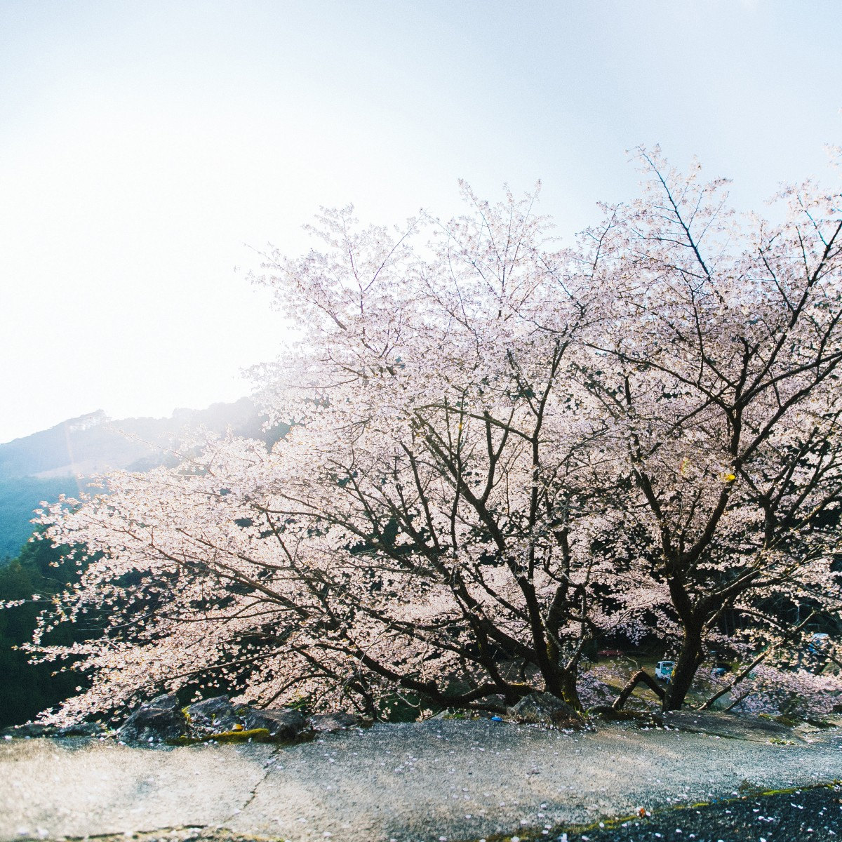 Kumano Cherry