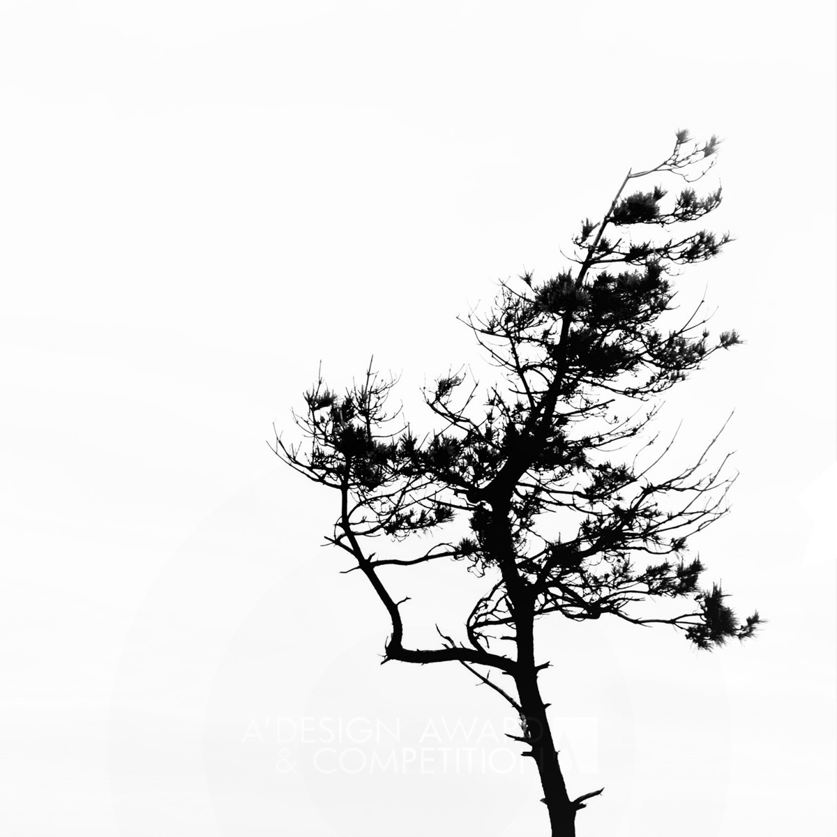 树木的尊严：中日艺术与摄影的融合