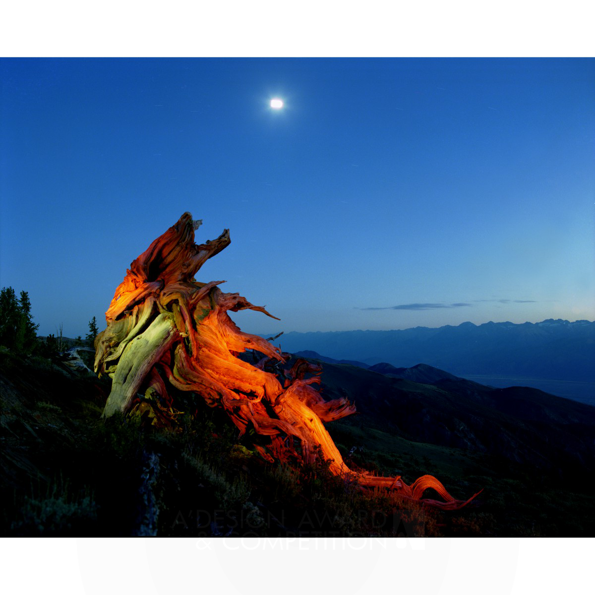 神秘的自然：Yoshimi Sugiyama的《神圣的树II》摄影系列