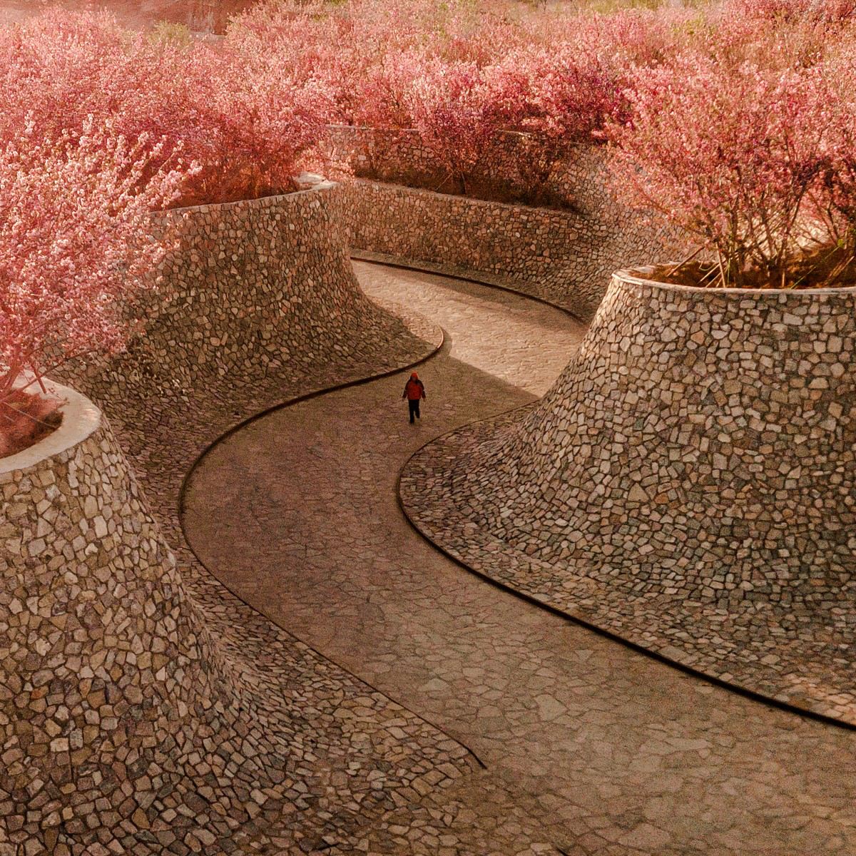 Hu Sun wins Golden at the prestigious A' Landscape Planning and Garden Design Award with Rizhao Bailuwan Cherry Blossom Town Art and Cultural Space.