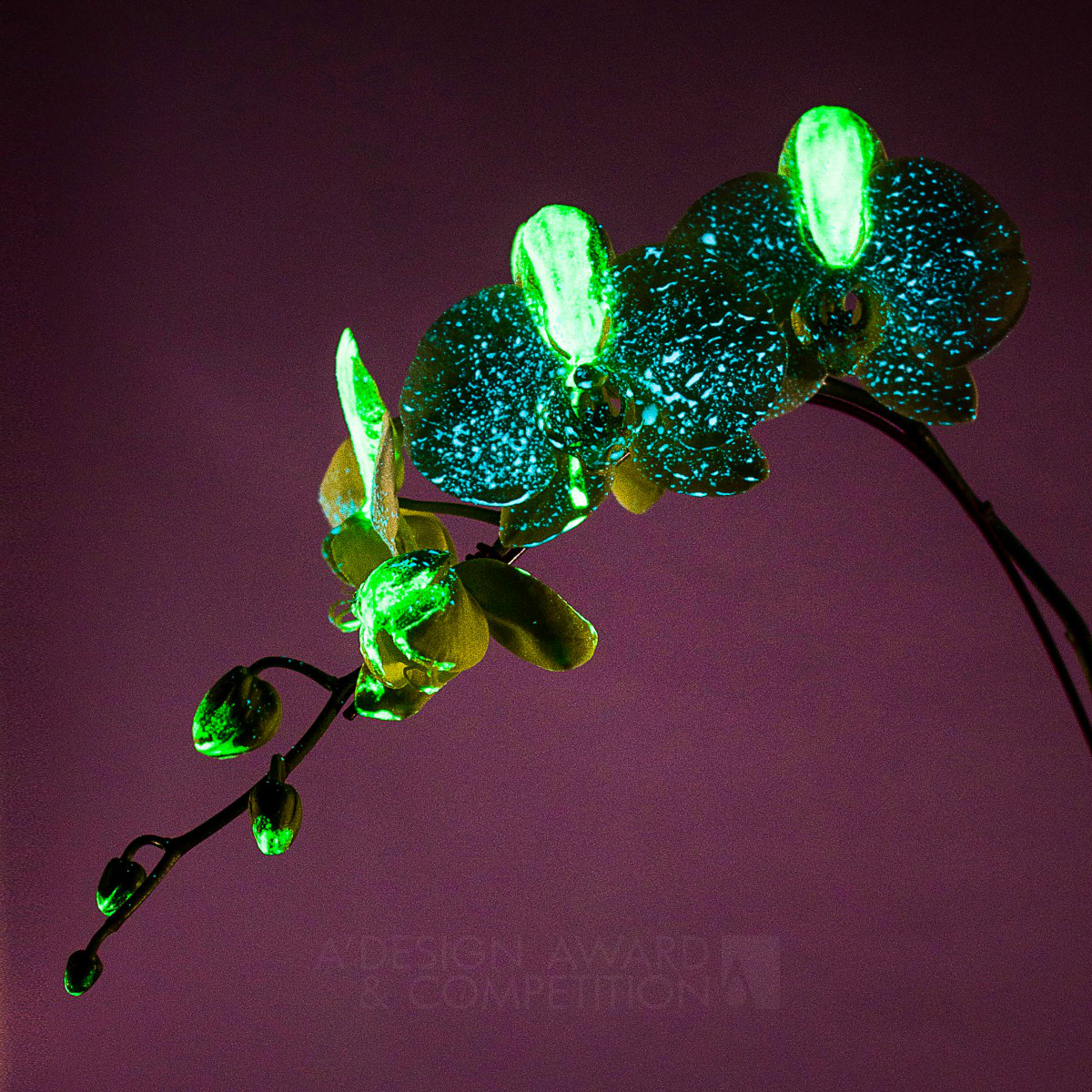 Revolutionary Biotechnology Creates Glowing Orchids Inspired by Starry Night