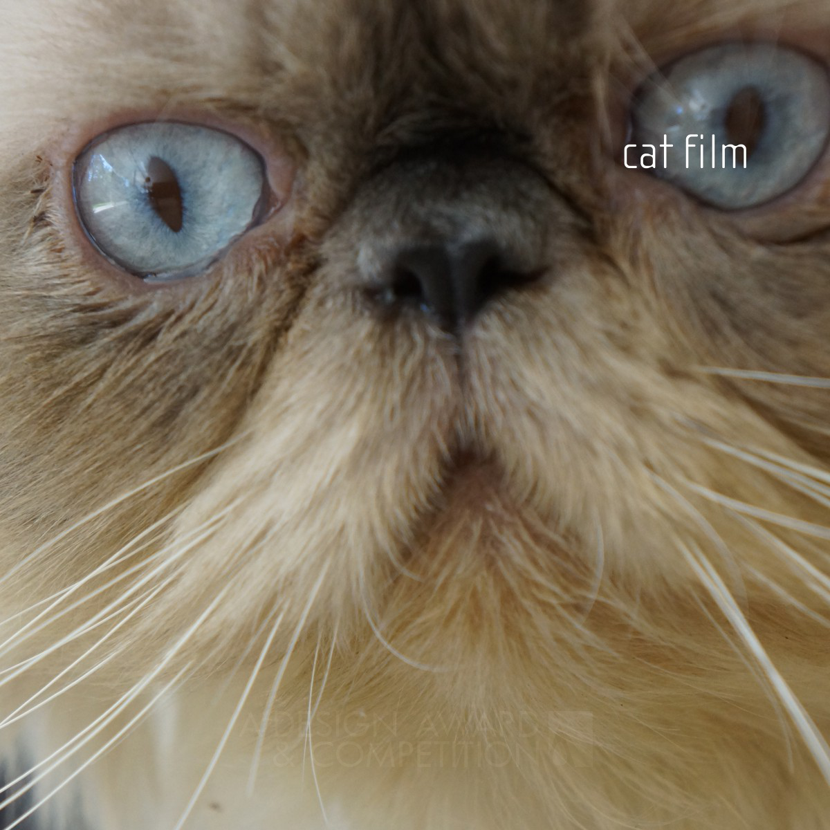 Cat <b>Film to show architecture