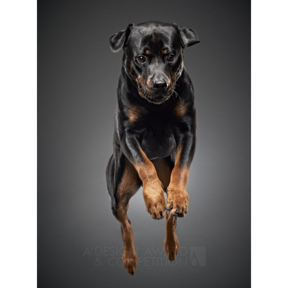 Frank Pham Fine Art Portrait of Dogs