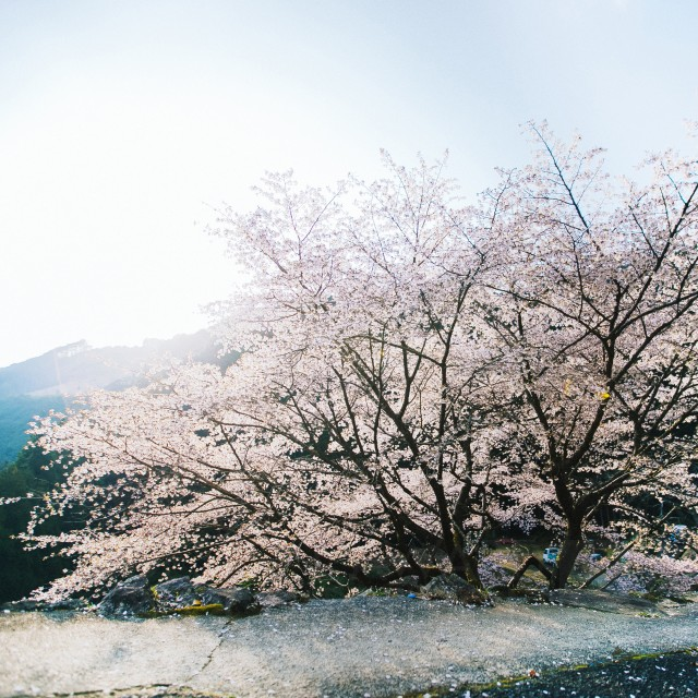 Kumano Cherry