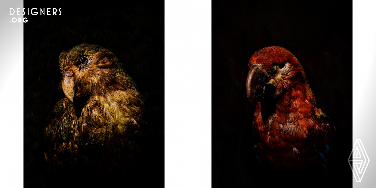 These are photographed specimens of birds, most of whose species are extinct. The photographer Florian W. Mueller was inspired by the legend of Icarus: His father Daedalus built wings of feathers and wax for himself and his son to escape from the captivity of Minos on Crete. The son Icarus became overconfident, the wax melted and he fell into the sea. Despite his father's warnings. The parallels: Despite warnings and admonitions, the world spirals into ever higher and warmer and warmer climes, and the crash is not far away. 