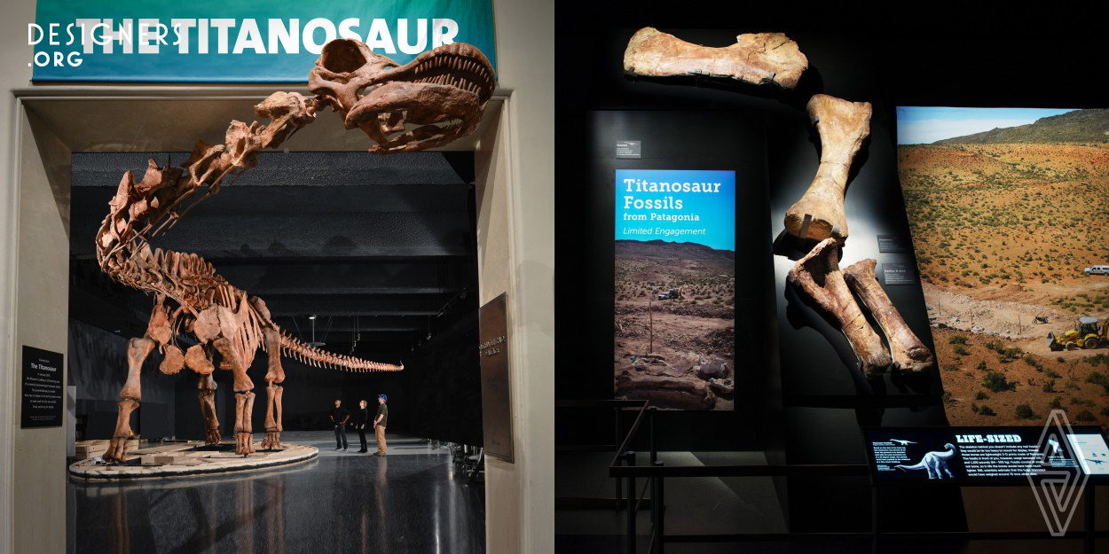 Fossils of this specific Titanosaur, one among a diverse group of sauropod dinosaurs, were discovered in the Argentinian desert in 2014. This particular dinosaur, which is so new that it has not yet been officially named by paleontologists, is thought to be the largest creature ever to walk the Earth. It stands at 46 feet tall, 122 feet long and would have weighed in at around 70 tons. The American Museum of Natural History casted and mounted a replica of the dinosaur and brought five of the original fossils to the exhibit, in an effort to include the public in this ground breaking discovery.