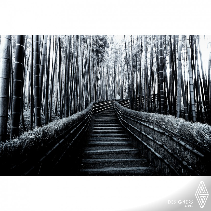 Bamboo Forest Fine Art Photography