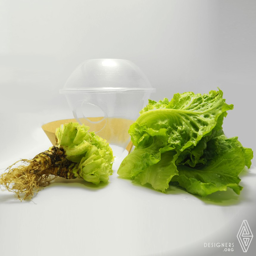 Eco Lettuce IMG #2