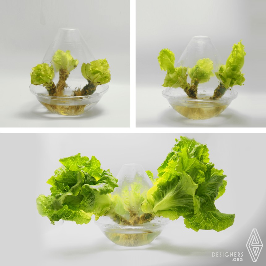 Ning Sun Eco Lettuce