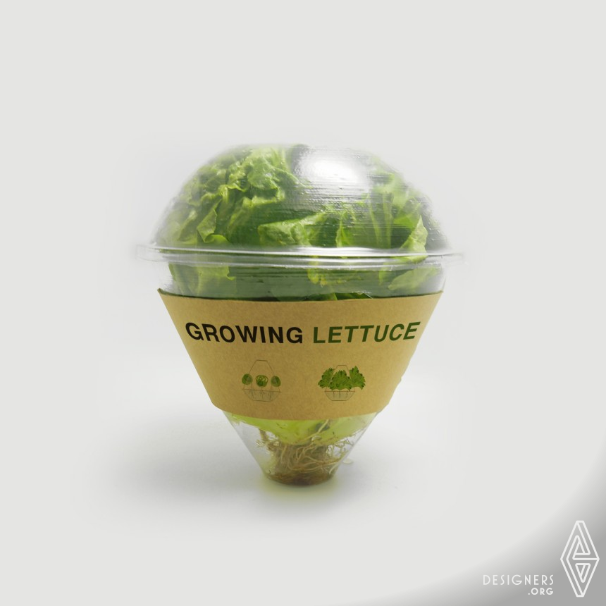 Eco Lettuce IMG #5