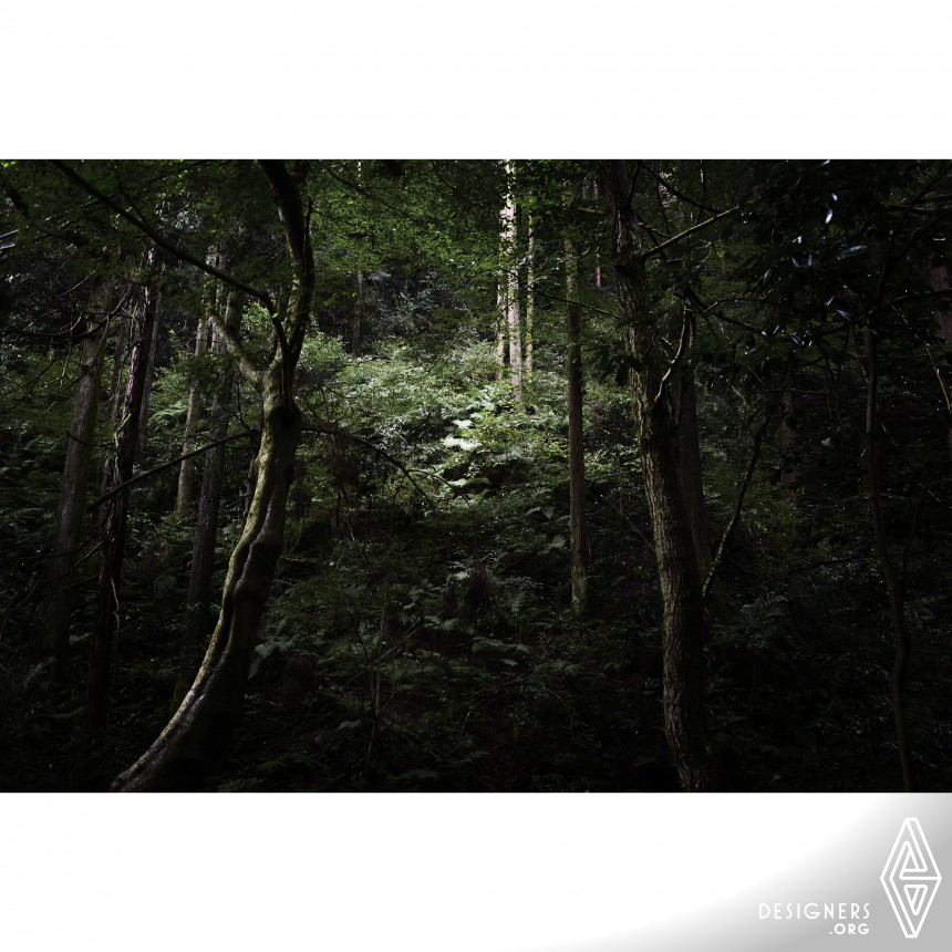 The Japanese Forest Photography
