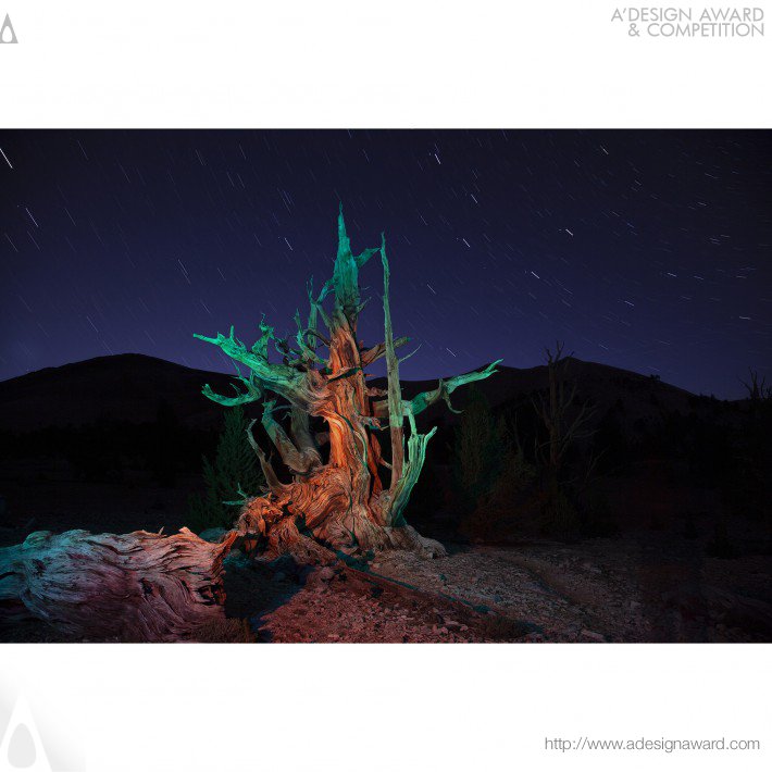 Yoshimi Sugiyama - Sacred Trees Ii Photography