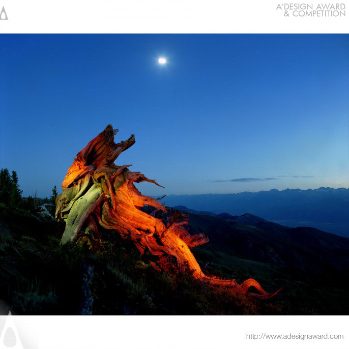 Sacred Trees Ii Photography by Yoshimi Sugiyama