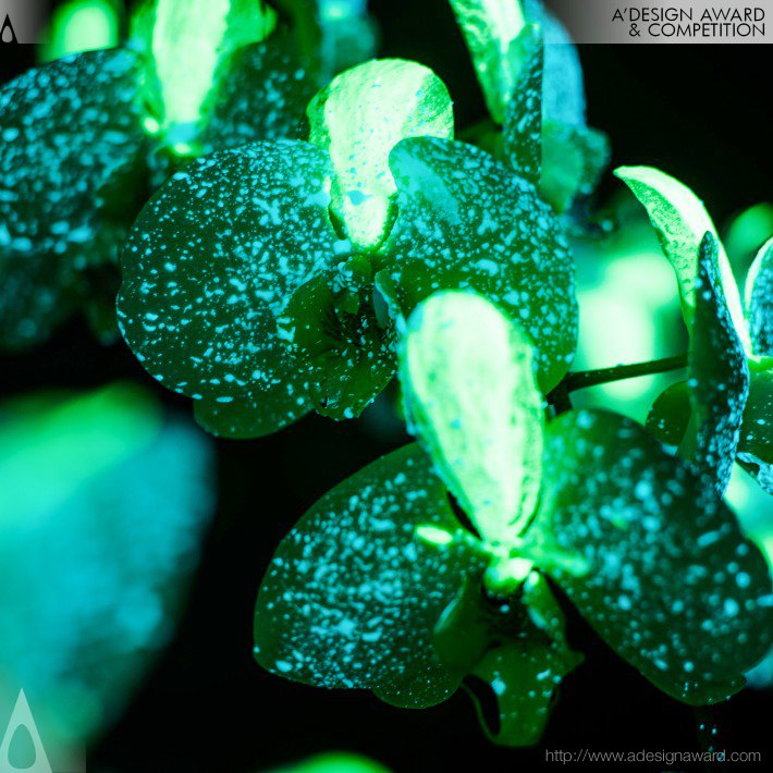 starry-night-by-seed-coleus-greenhouse-1