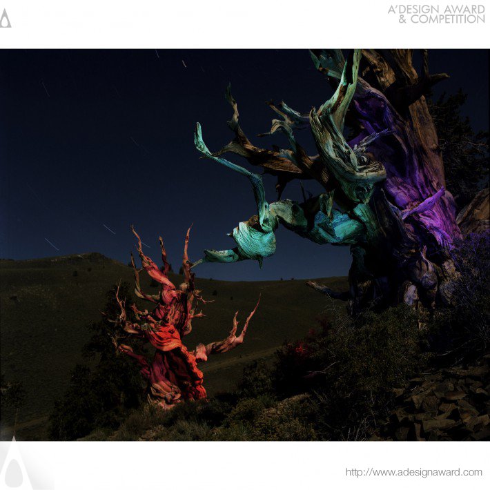 Yoshimi Sugiyama - Sacred Trees Photograph