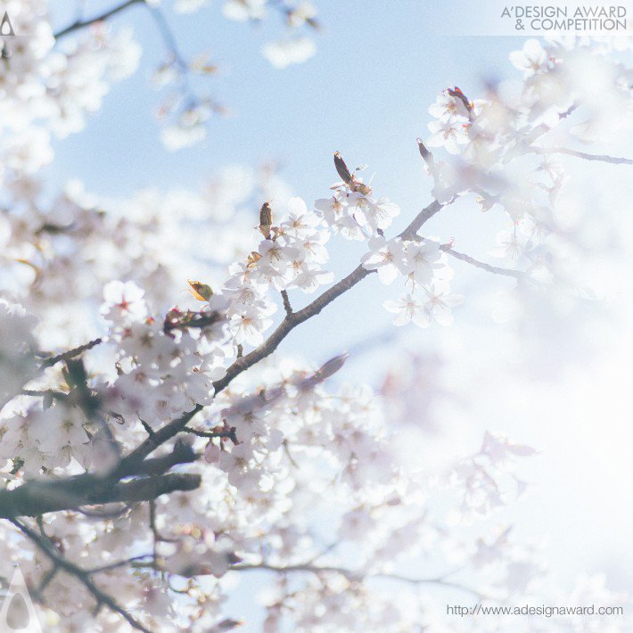 Daisuke kawashima - Kumano Cherry Photo