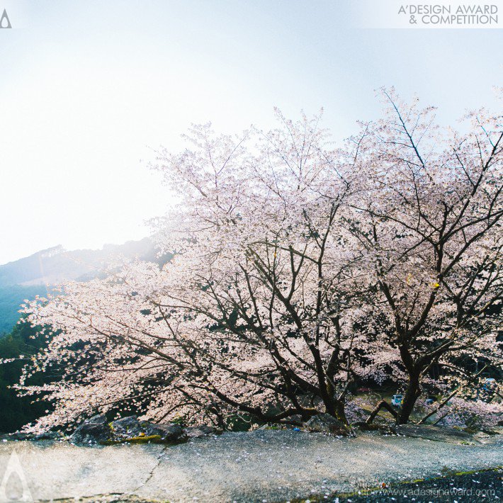 Kumano Cherry Photo by Daisuke kawashima