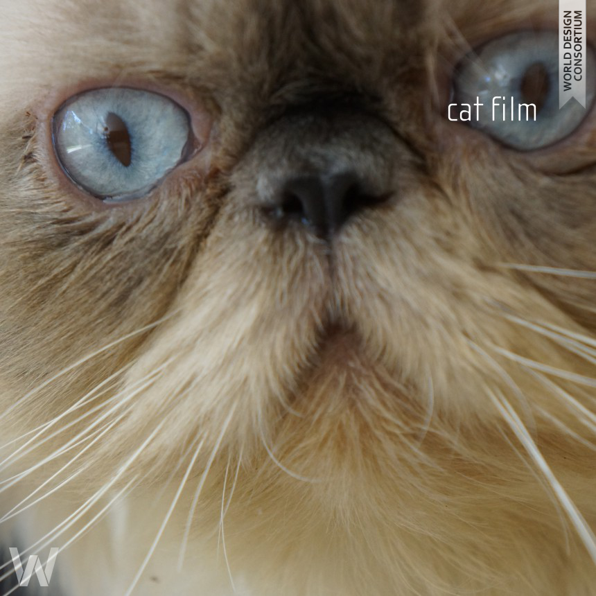 Cat Film to show architecture